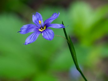 Sisyrinchium angustifolium